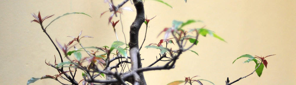 Our Back Yard Garden